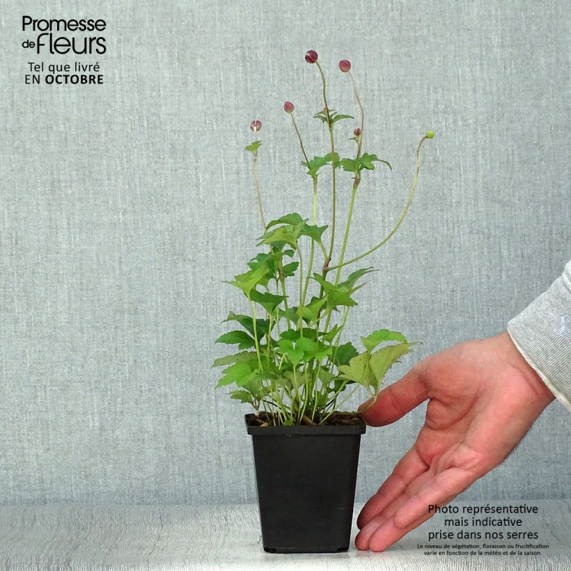Anemone hupehensis Fantasy Red Riding Hood 8/9 cm pot sample as delivered in autumn