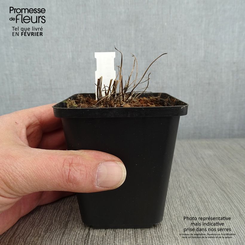 Anemone hupehensis Fantasy Red Riding Hood 8/9 cm pot sample as delivered in winter