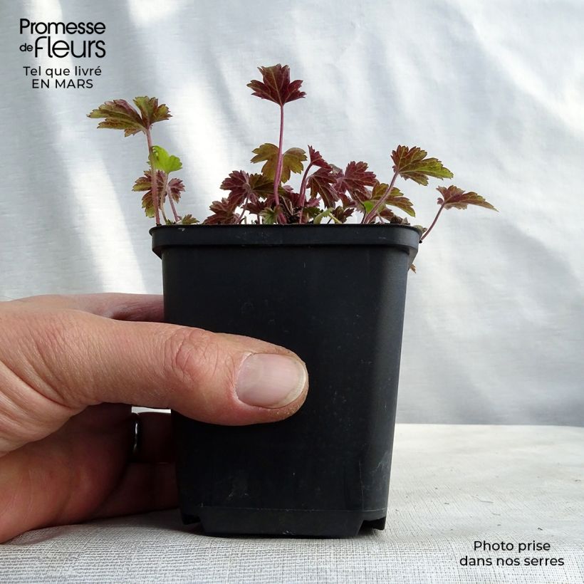 Anemone Little Summer Breeze 8/9 cm pot sample as delivered in winter