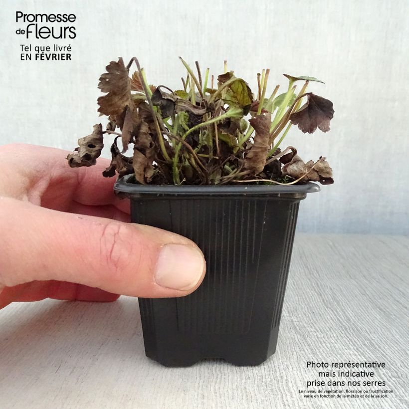 Anemone hupehensis var. japonica Pamina 8/9 cm pot sample as delivered in winter