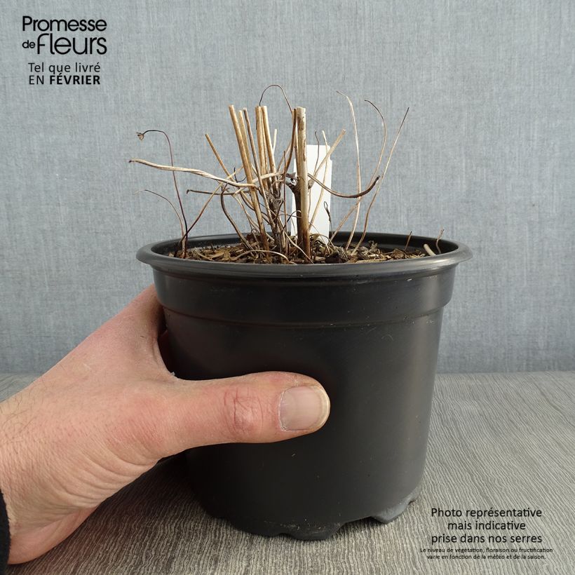 Anemone hupehensis var. japonica Prinz Heinrich 2L/3L pot sample as delivered in winter