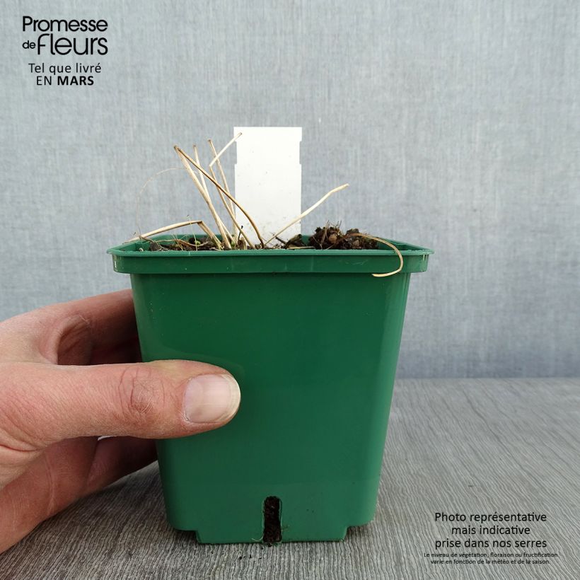 Anemone tomentosa Robustissima 1.5L/2L pot sample as delivered in winter