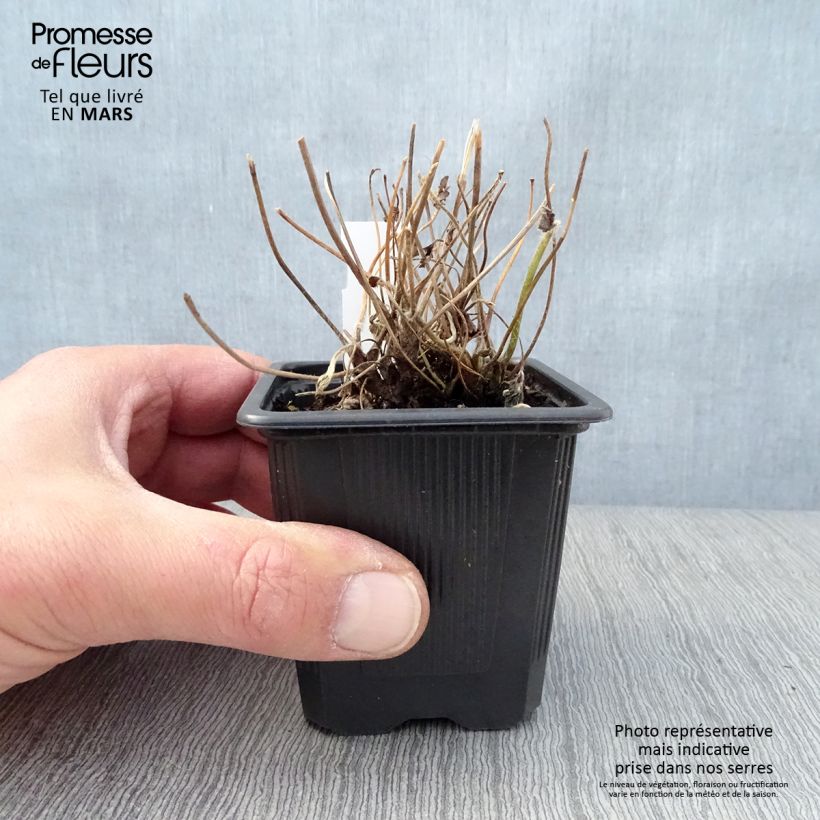 Anemone hybrida Rubra Plena 8/9 cm pot sample as delivered in spring