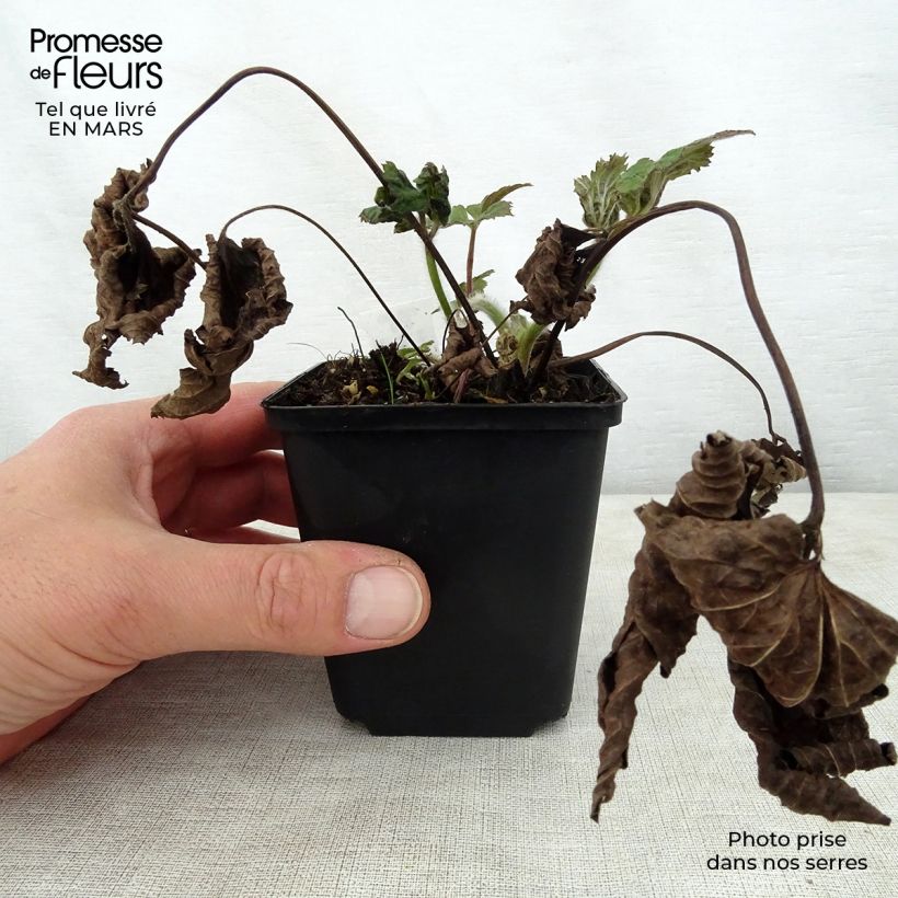 Anemone tomentosa Septemberglanz 8/9 cm pot sample as delivered in spring