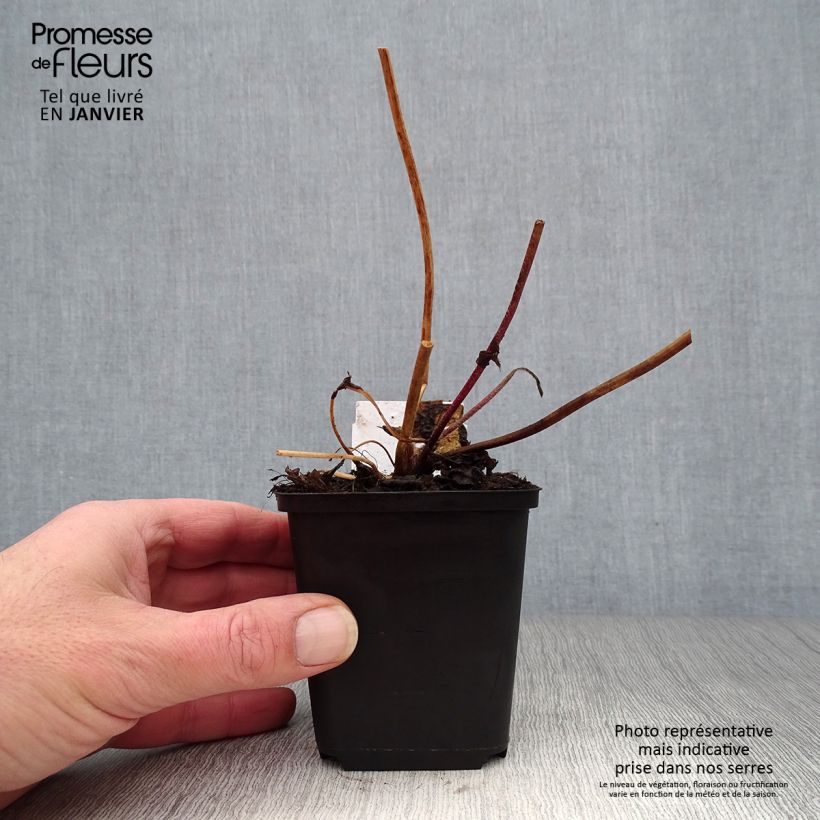 Anemone hybrida Frilly Knickers 8/9 cm pot sample as delivered in winter