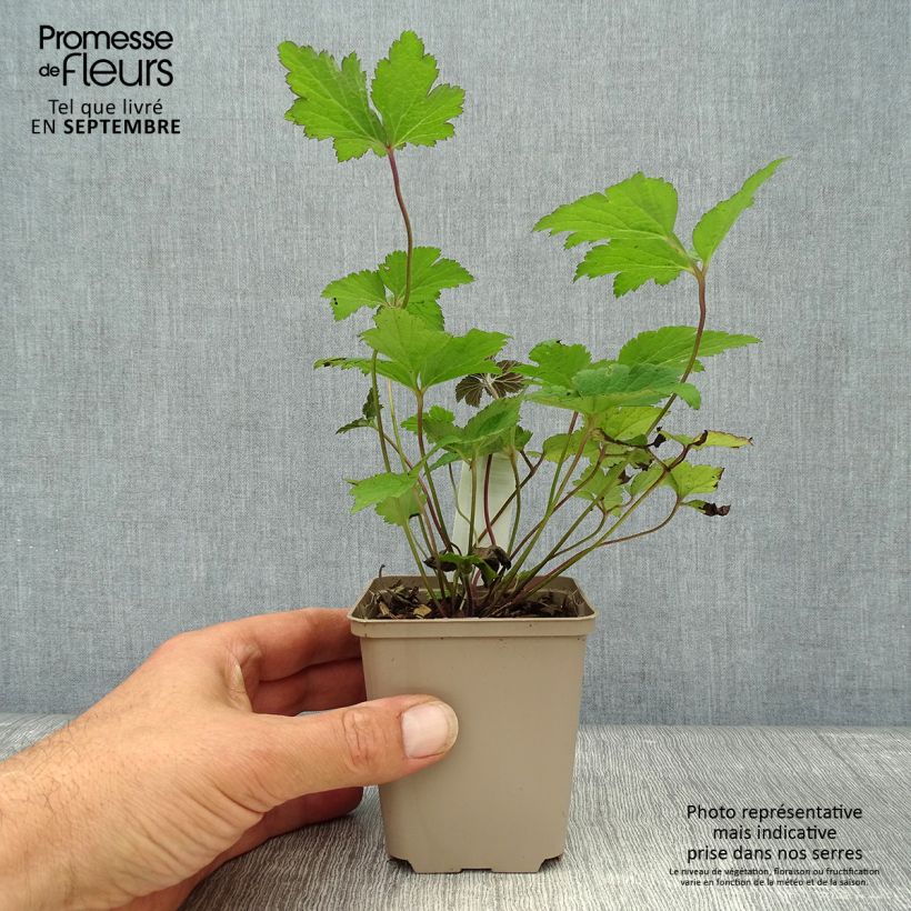 Anemone tomentosa Septemberglanz 8/9 cm pot sample as delivered in autumn