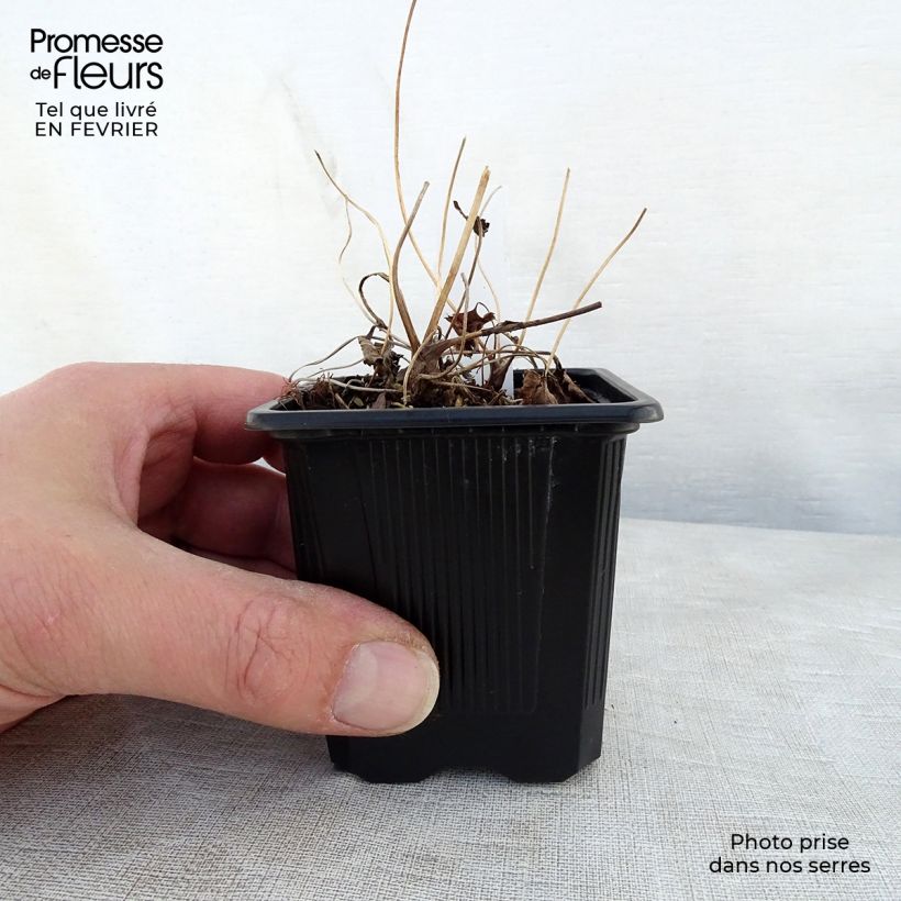 Anemone hupehensis Praecox 8/9 cm pot sample as delivered in winter