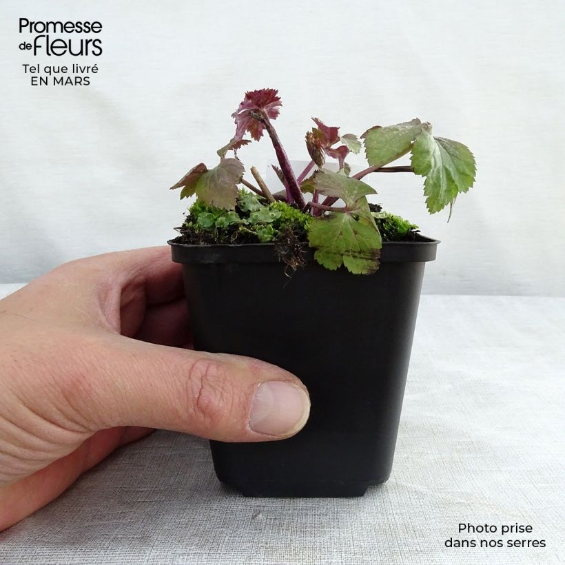 Anemone Dainty Swan - Japanese Anemone 8/9 cm pot sample as delivered in spring