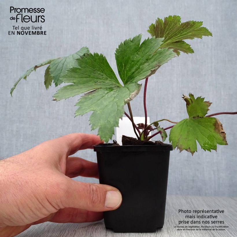 Anemone Elfin Swan - Japanese Anemone 8/9 cm pot sample as delivered in autumn