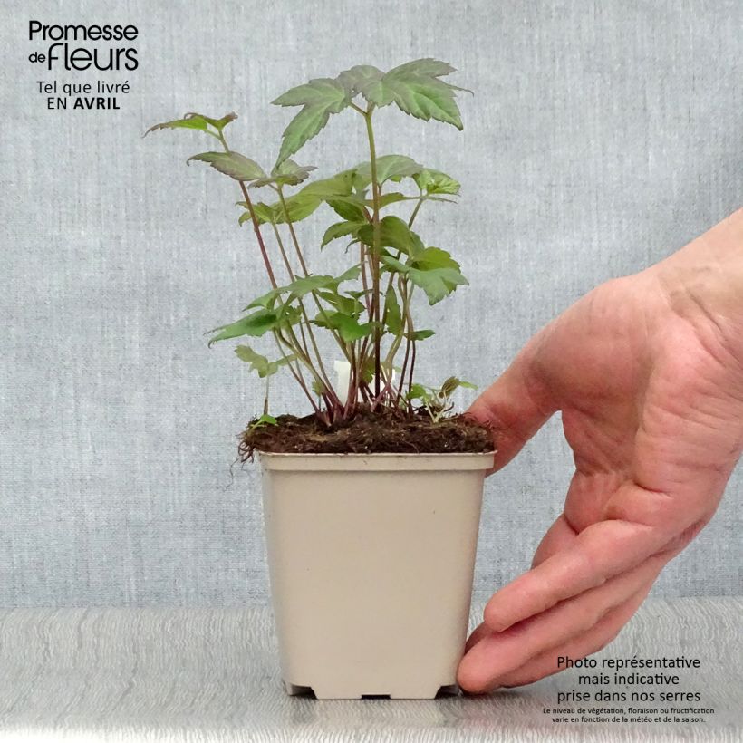 Anemone hybrida Snow Angels 8/9 cm pot sample as delivered in spring