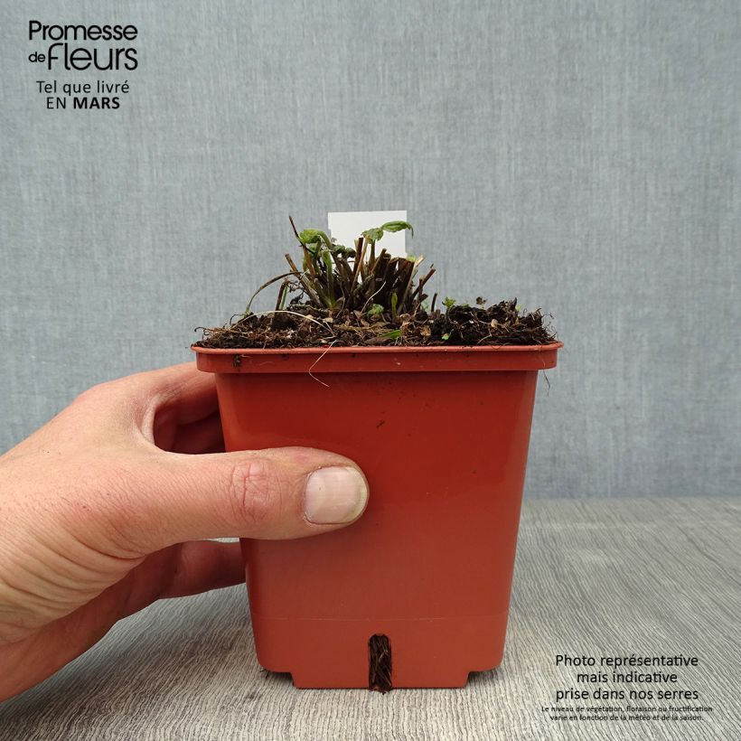 Anemone hybrida Snow Angels 1L/1.5L pot sample as delivered in spring