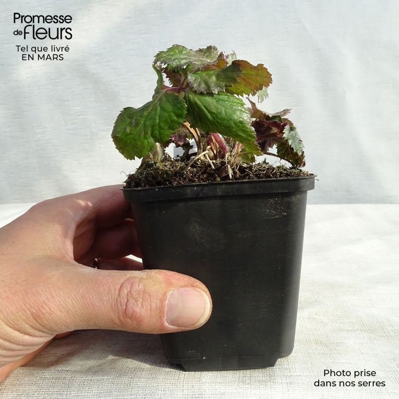 Anemone Dreaming Swan - Japanese Anemone 8/9 cm pot sample as delivered in spring