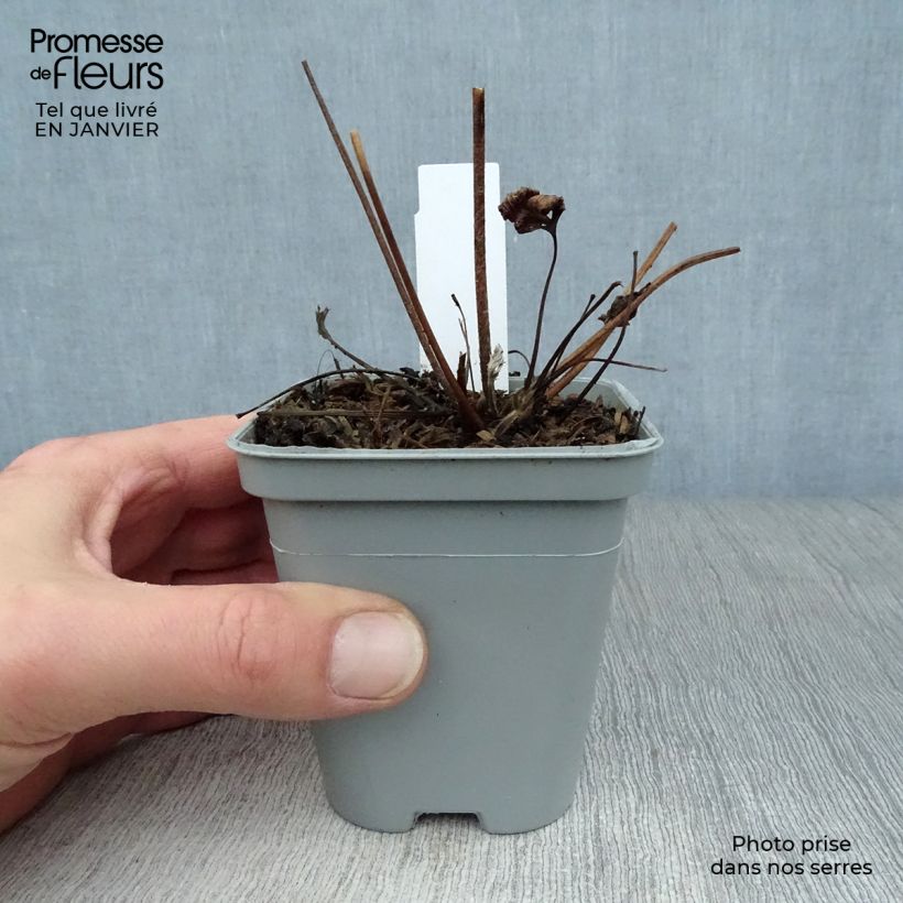 Anemone hybrida Hadspen Abundance 8/9 cm pot sample as delivered in winter