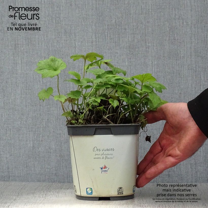 Anemone hybrida Honorine Jobert 2L/3L pot sample as delivered in autumn