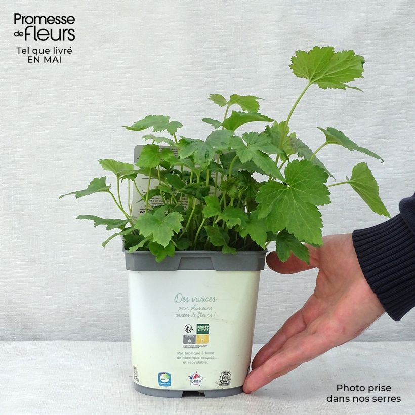 Anemone hybrida Honorine Jobert 2L/3L pot sample as delivered in spring