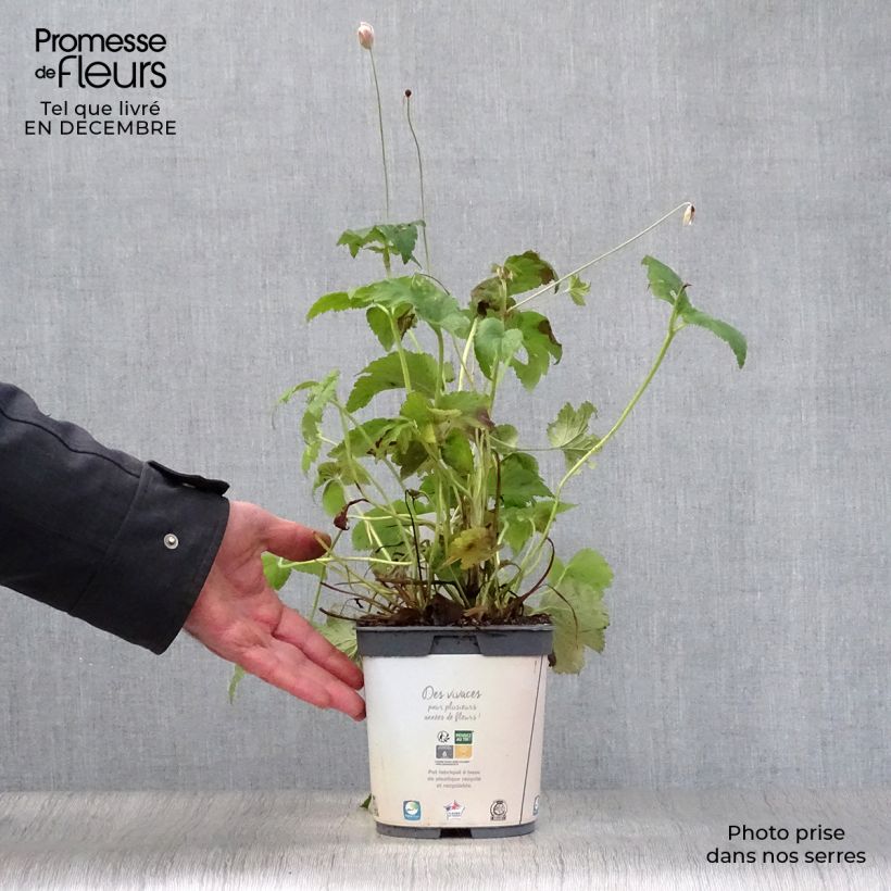 Anemone hybrida Honorine Jobert 2L/3L pot sample as delivered in winter