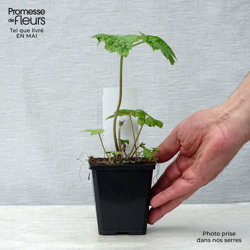 Anemone hybrida Honorine Jobert 8/9 cm pot sample as delivered in spring