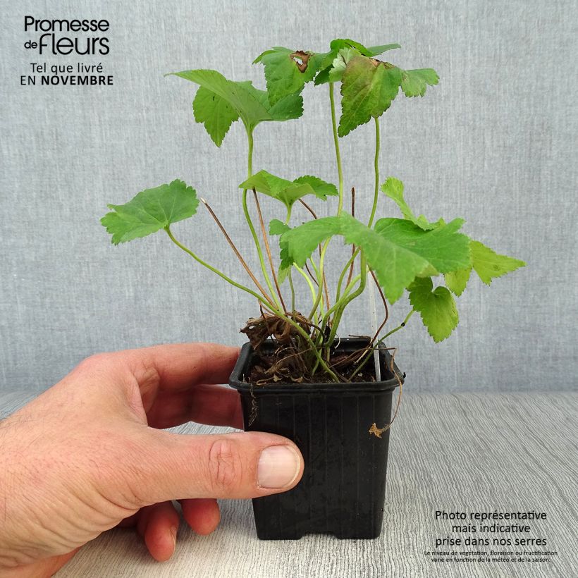 Anemone hybrida Honorine Jobert 8/9 cm pot sample as delivered in autumn