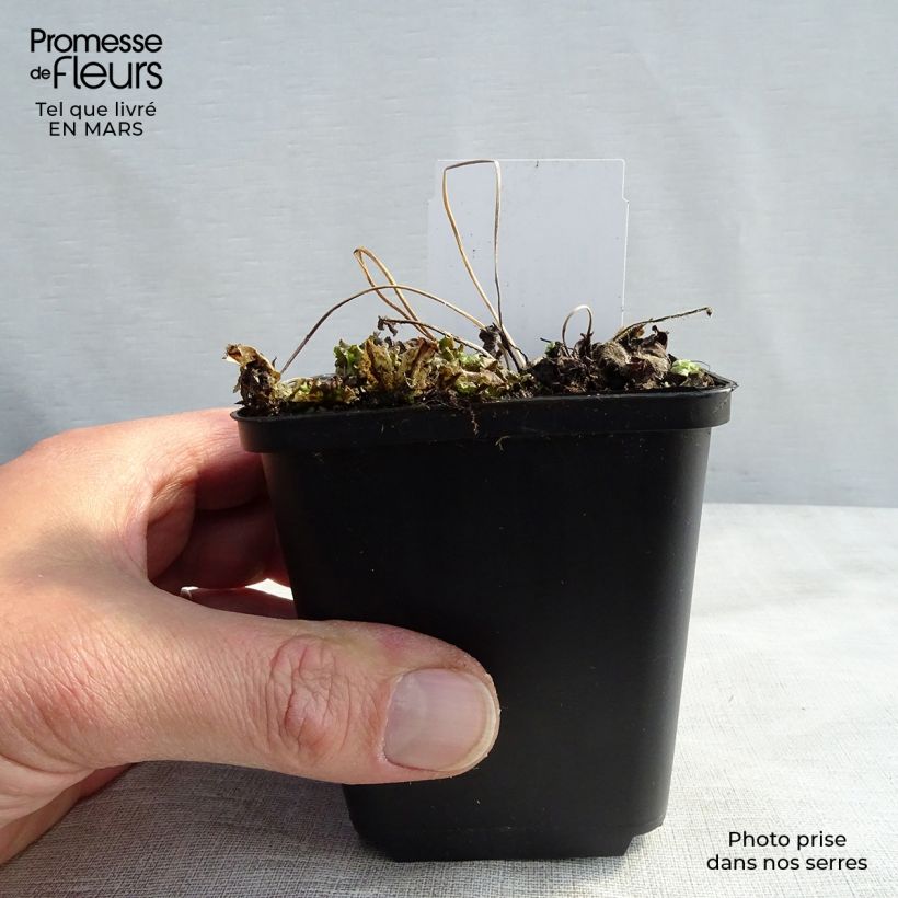 Anemone hupehensis var. japonica Little Princess 8/9 cm pot sample as delivered in winter