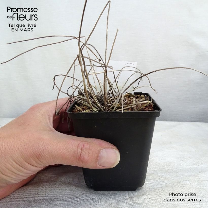 Anemone hybrida Margarete 8/9 cm pot sample as delivered in winter