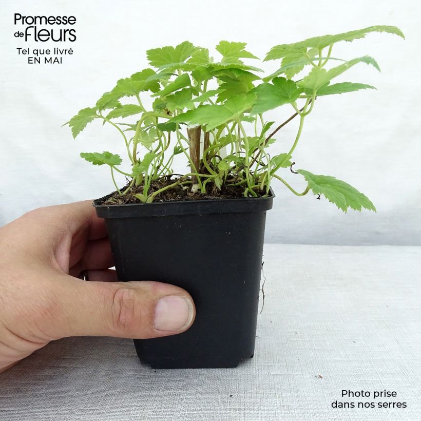 Anemone hupehensis var. japonica Pretty Lady Maria 8/9 cm pot sample as delivered in spring