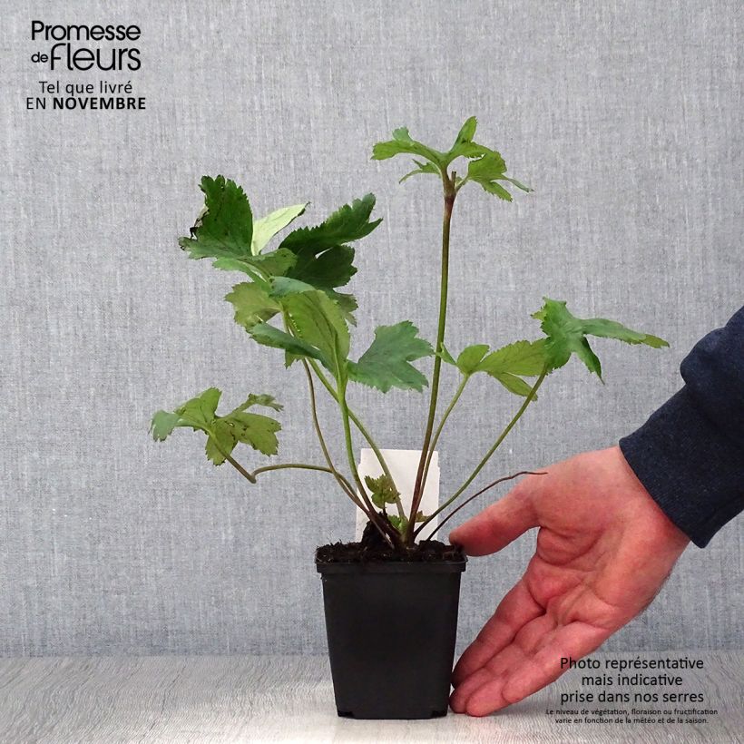 Anemone Regal Swan - Japanese Anemone 8/9 cm pot sample as delivered in autumn