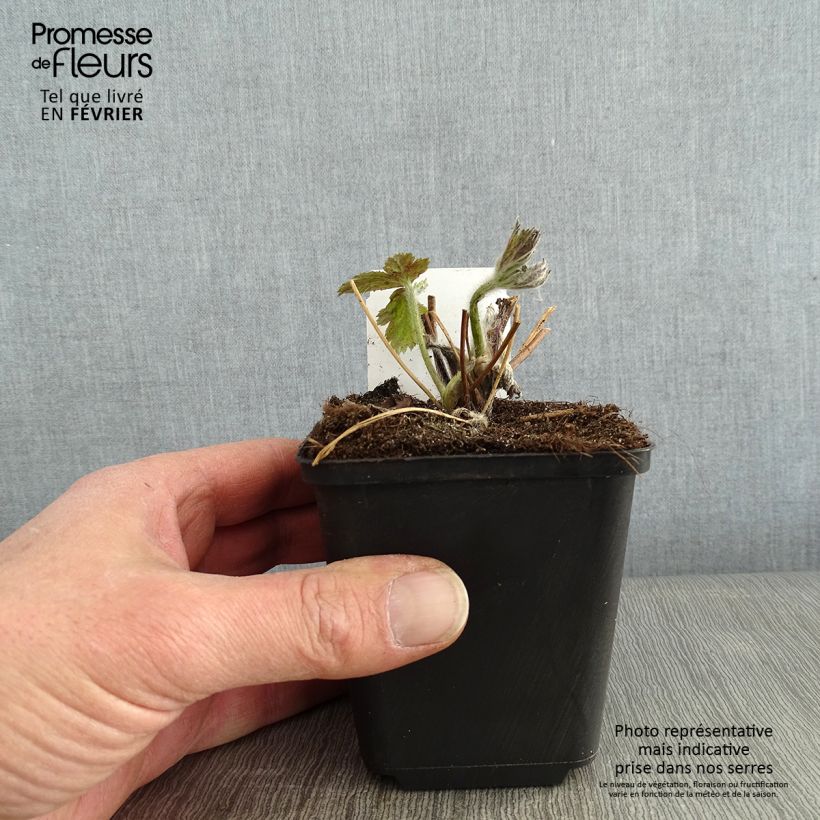 Anemone Regal Swan - Japanese Anemone 8/9 cm pot sample as delivered in winter