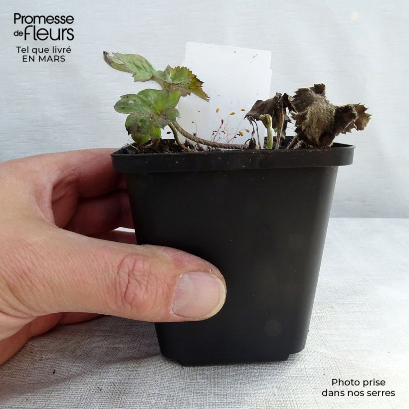 Anemone hybrida Königin Charlotte 8/9 cm pot sample as delivered in spring