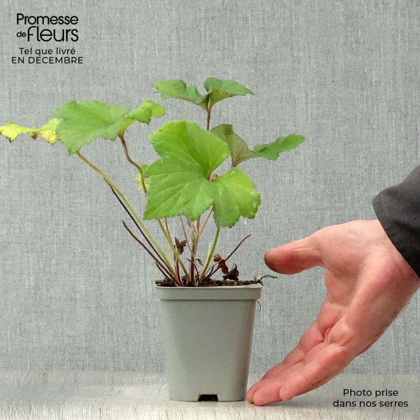 Anemone hybrida Richard Ahrens 8/9 cm pot sample as delivered in winter