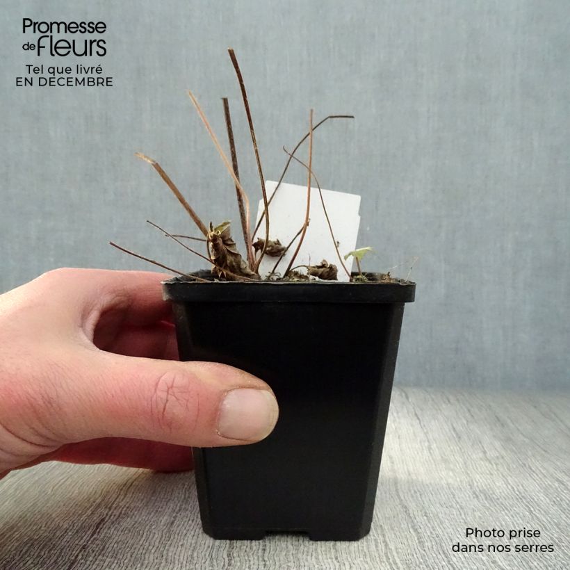 Anemone hupehensis September Charm 8/9 cm pot sample as delivered in winter