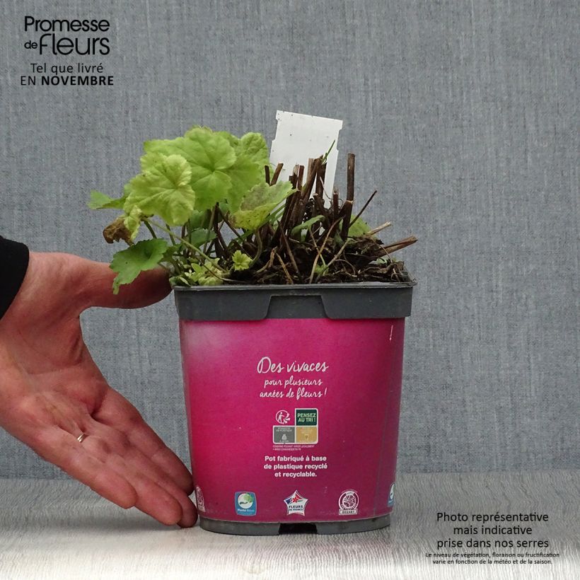 Anemone hupehensis September Charm 2L/3L pot sample as delivered in autumn