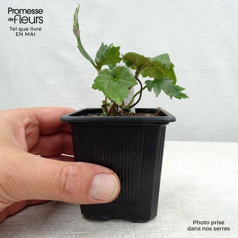 Anemone hupehensis September Charm 8/9 cm pot sample as delivered in spring