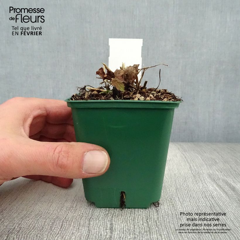 Anemone hupehensis Splendens 8/9 cm pot sample as delivered in winter