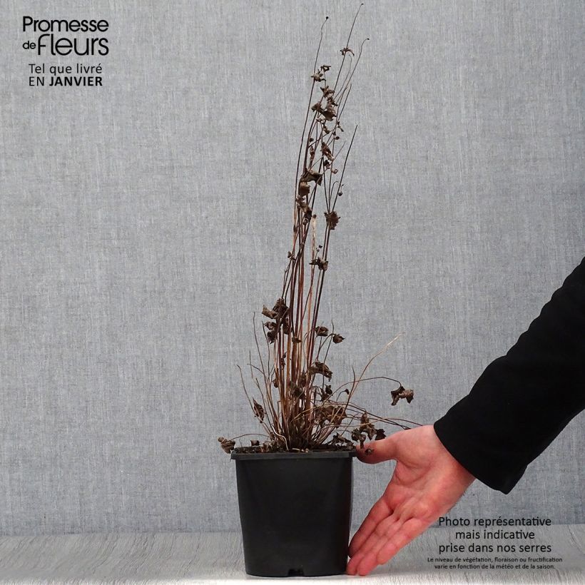 Anemone hupehensis Splendens 2L/3L pot sample as delivered in winter