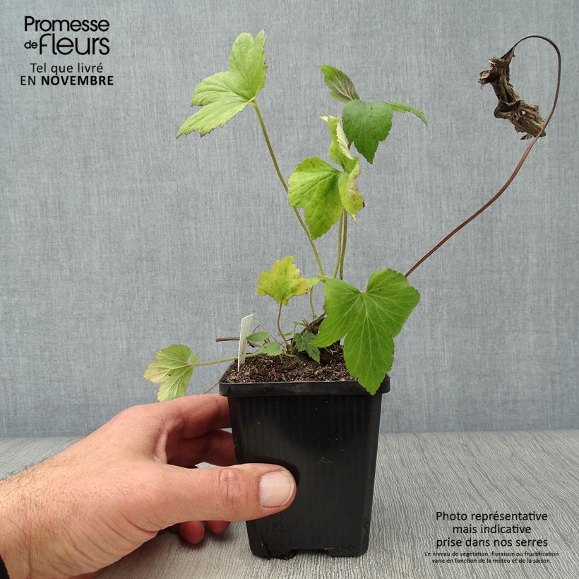Anemone hybrida Whirlwind 8/9 cm pot sample as delivered in autumn