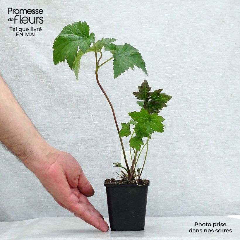 Anemone hybrida Serenade 8/9 cm pot sample as delivered in spring