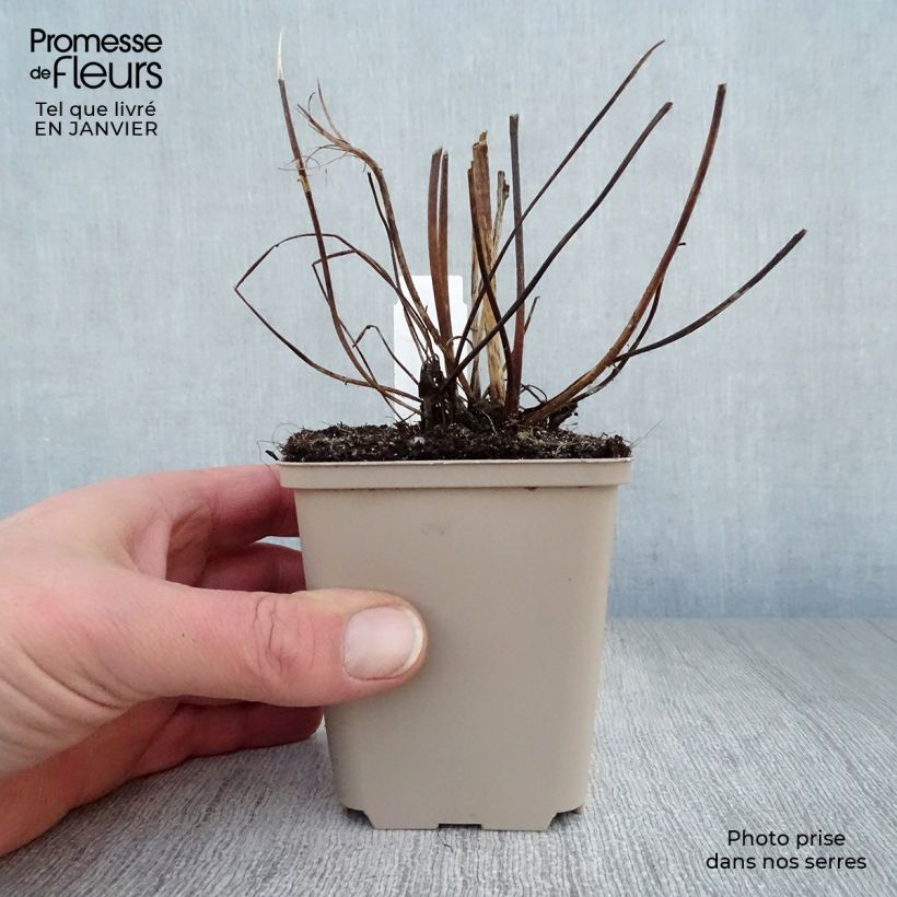 Anemone hybrida Serenade 8/9 cm pot sample as delivered in winter