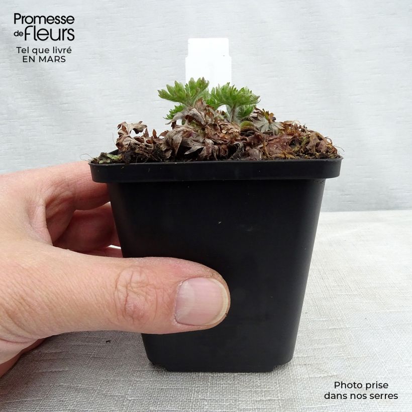 Anemone multifida Major 8/9 cm pot sample as delivered in winter