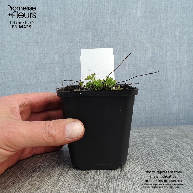 Anemone multifida Rosea 8/9 cm pot sample as delivered in winter