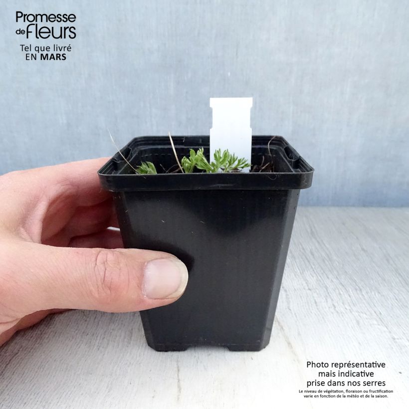 Anemone multifida Rosea 8/9 cm pot sample as delivered in spring