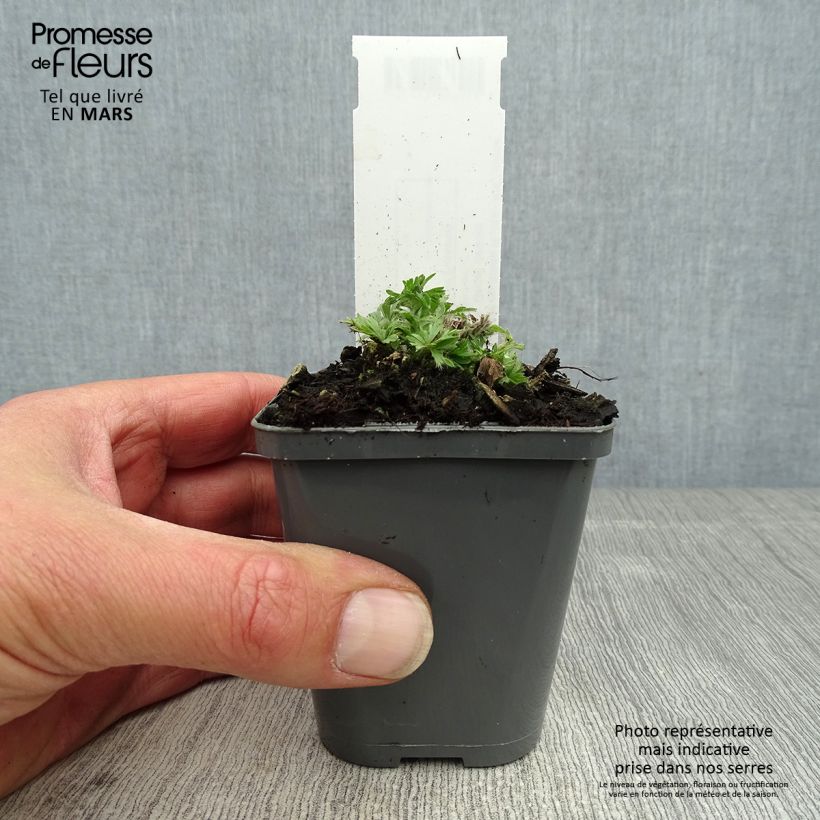 Anemone multifida Rubra 8/9 cm pot sample as delivered in spring