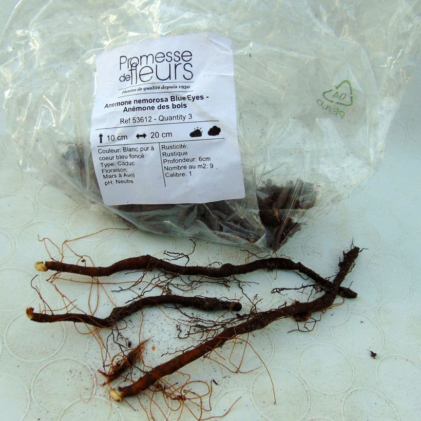 Example of Anemone nemorosa Blue Eyes Bulb size I specimen as delivered