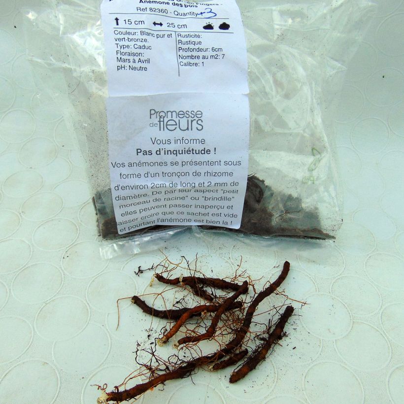 Example of Anemone nemorosa Green Fingers Bulb size I specimen as delivered
