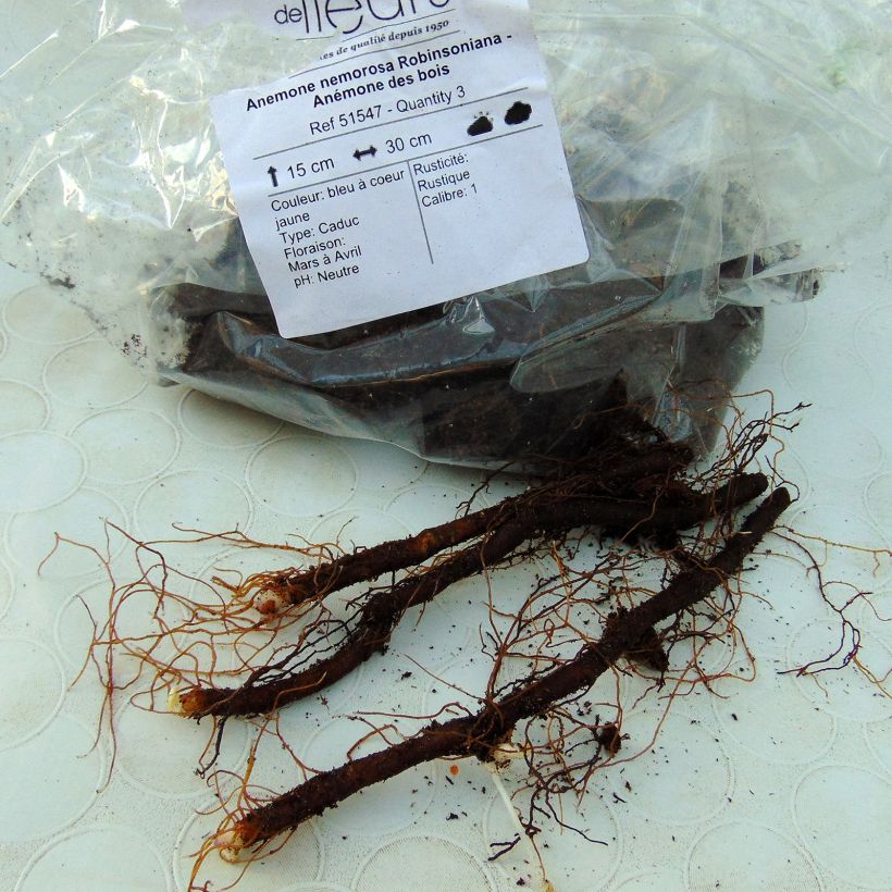 Example of Anemone nemorosa Robinsoniana Bulb size I specimen as delivered