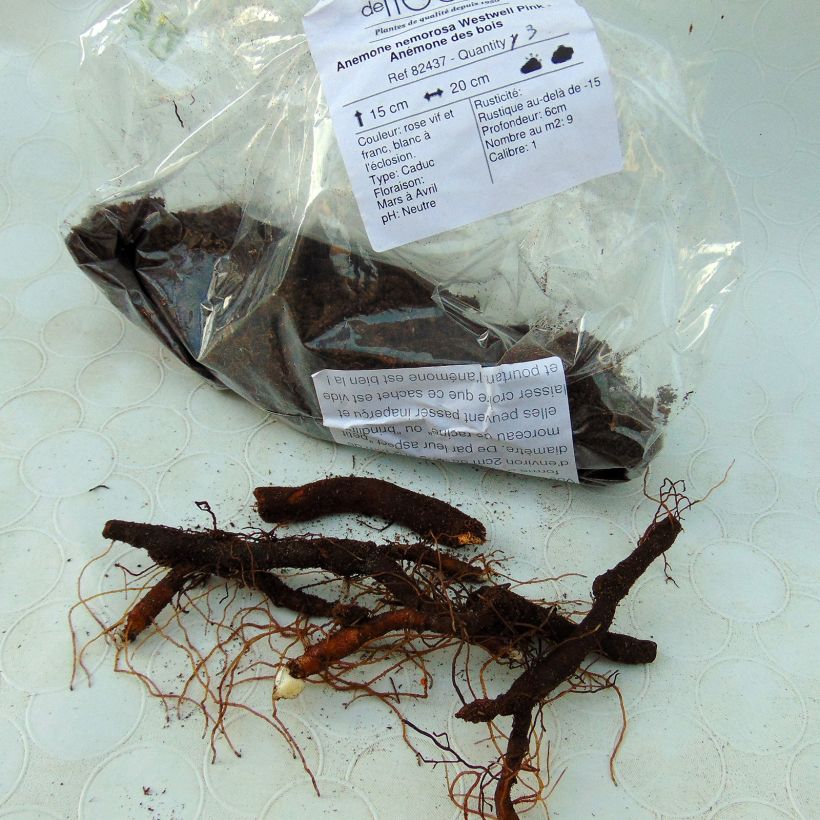 Example of Anemone nemorosa Westwell Pink Bulb size I specimen as delivered