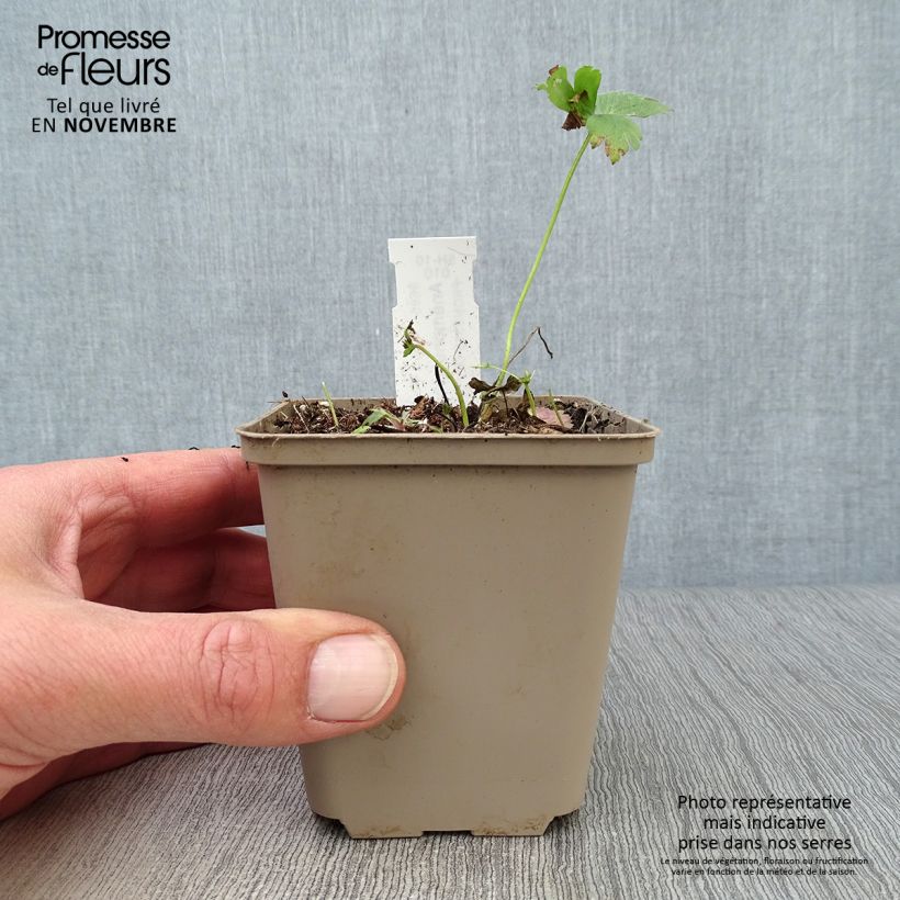 Anemone sylvestris 8/9 cm pot sample as delivered in autumn