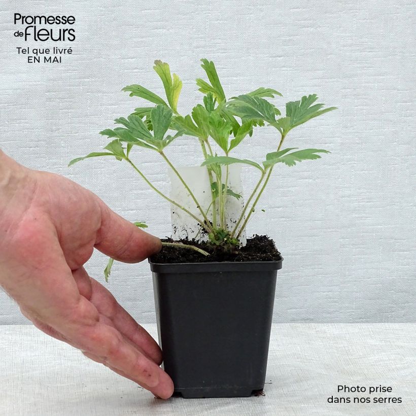 Anemone sylvestris 8/9 cm pot sample as delivered in spring