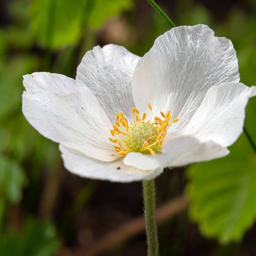 Anemone sylvestris tuber (Flowering)