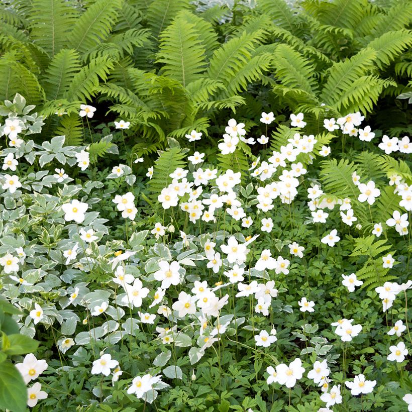 Anemone sylvestris tuber (Plant habit)