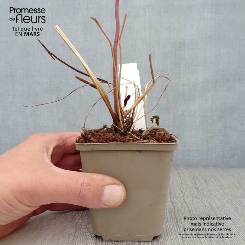 Anemone tomentosa Albadura 8/9 cm pot sample as delivered in spring